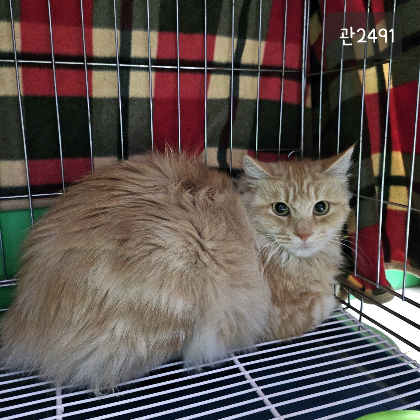 [고양이] 노르웨이 숲 경기-고양-2023-00910 유기동물 배경 이미지 입니다.
