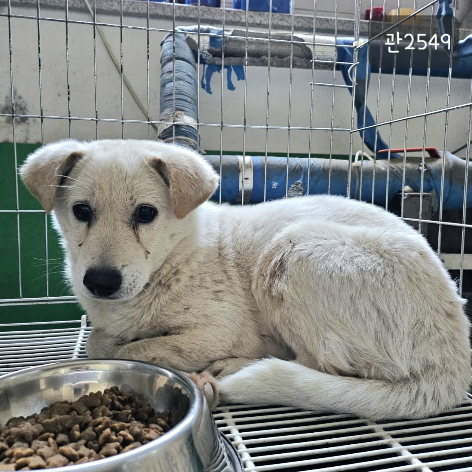 고양시동물보호센터_441394202302549