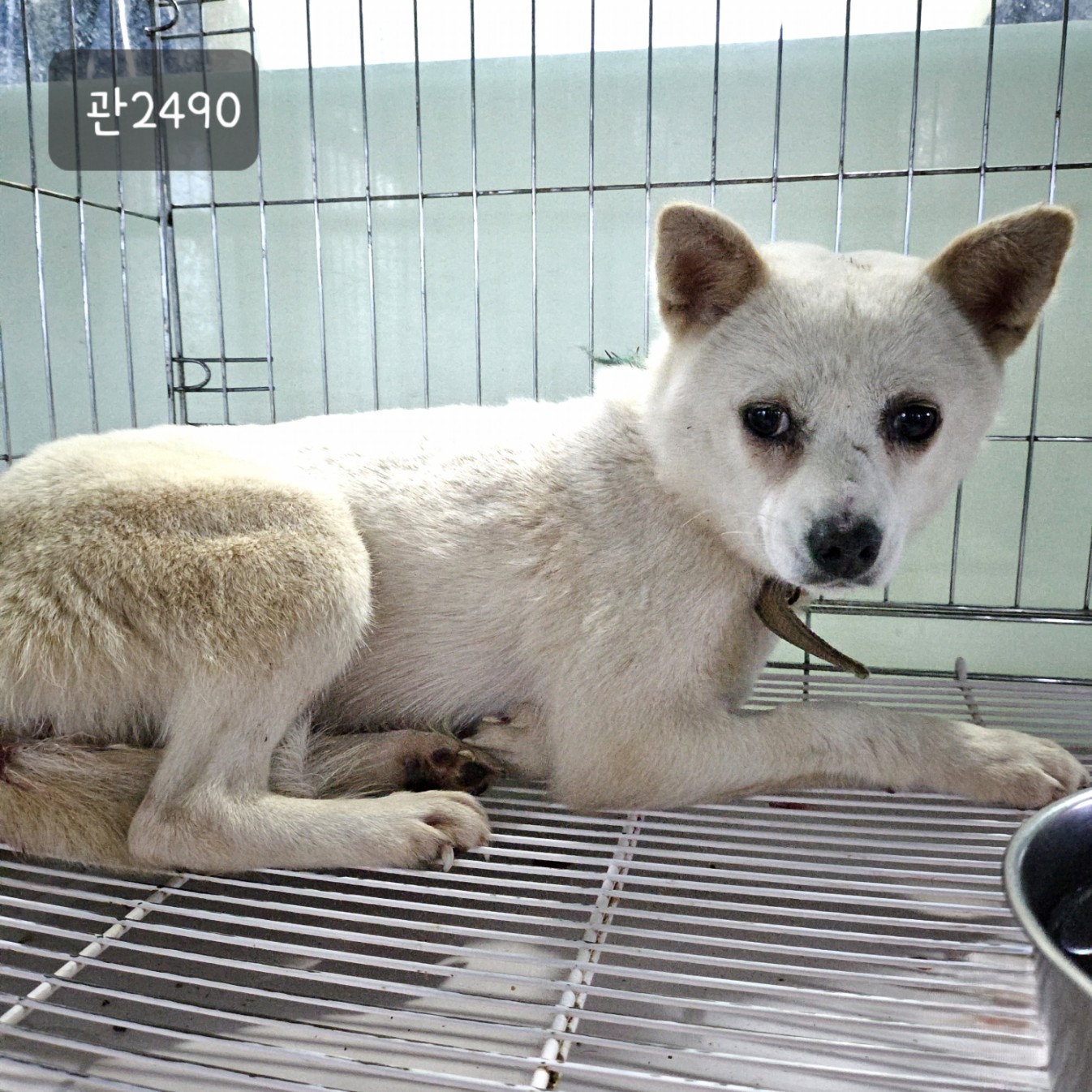 고양시동물보호센터_441394202302490