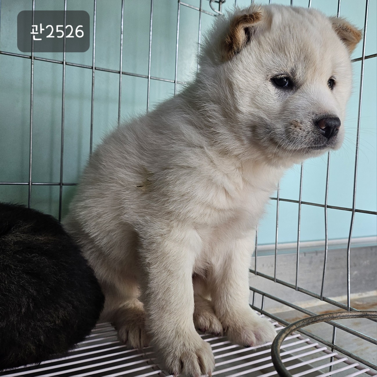 [개] 믹스견 경기-고양-2023-00932 유기동물 배경 이미지 입니다.