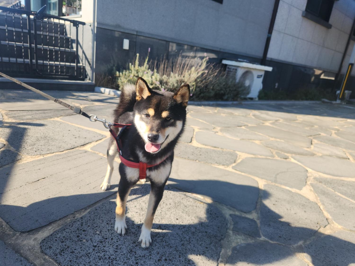 칠곡유기동물보호센터_447522202300254