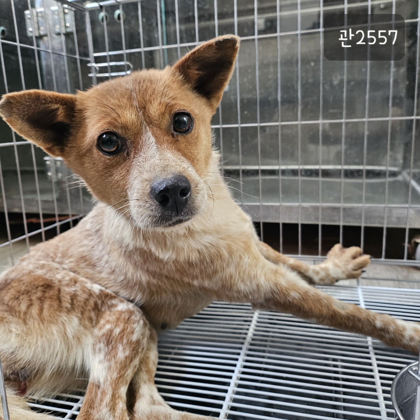 고양시동물보호센터_441394202302557