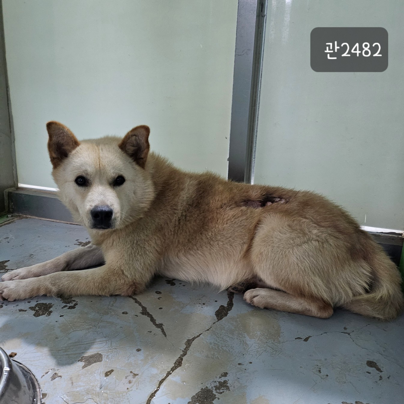 고양시동물보호센터_441394202302482