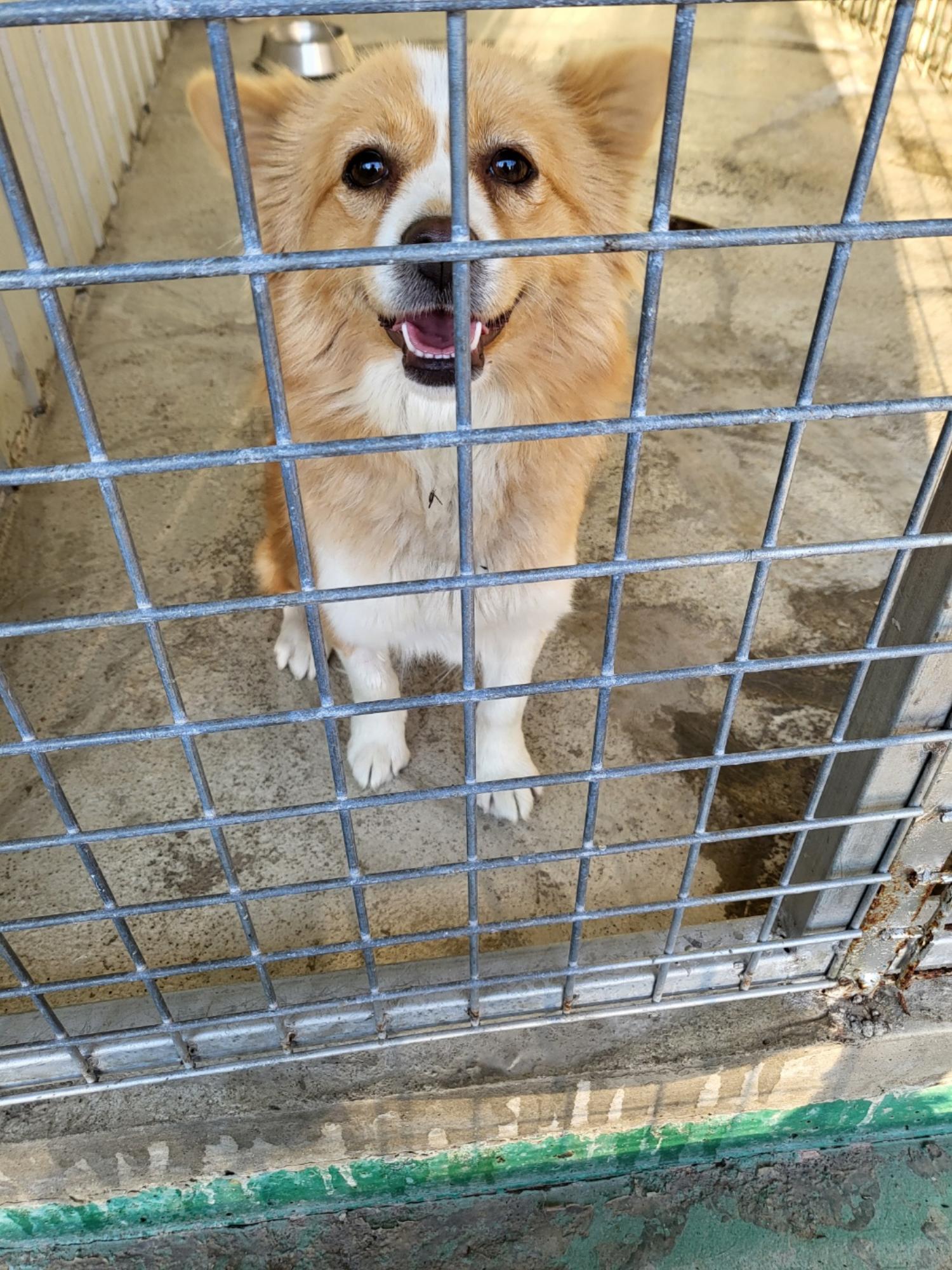 예천군유기동물보호소_447523202300481