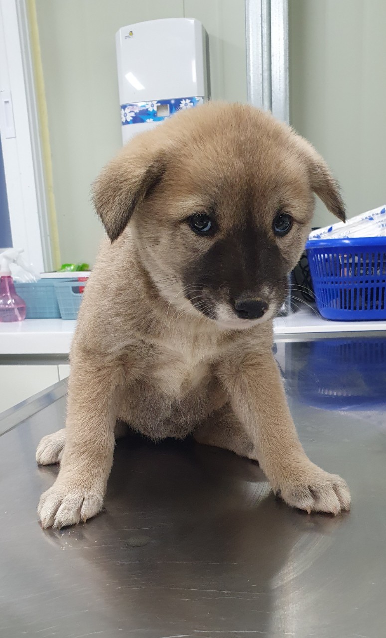 남양주시동물보호센터_441399202302883