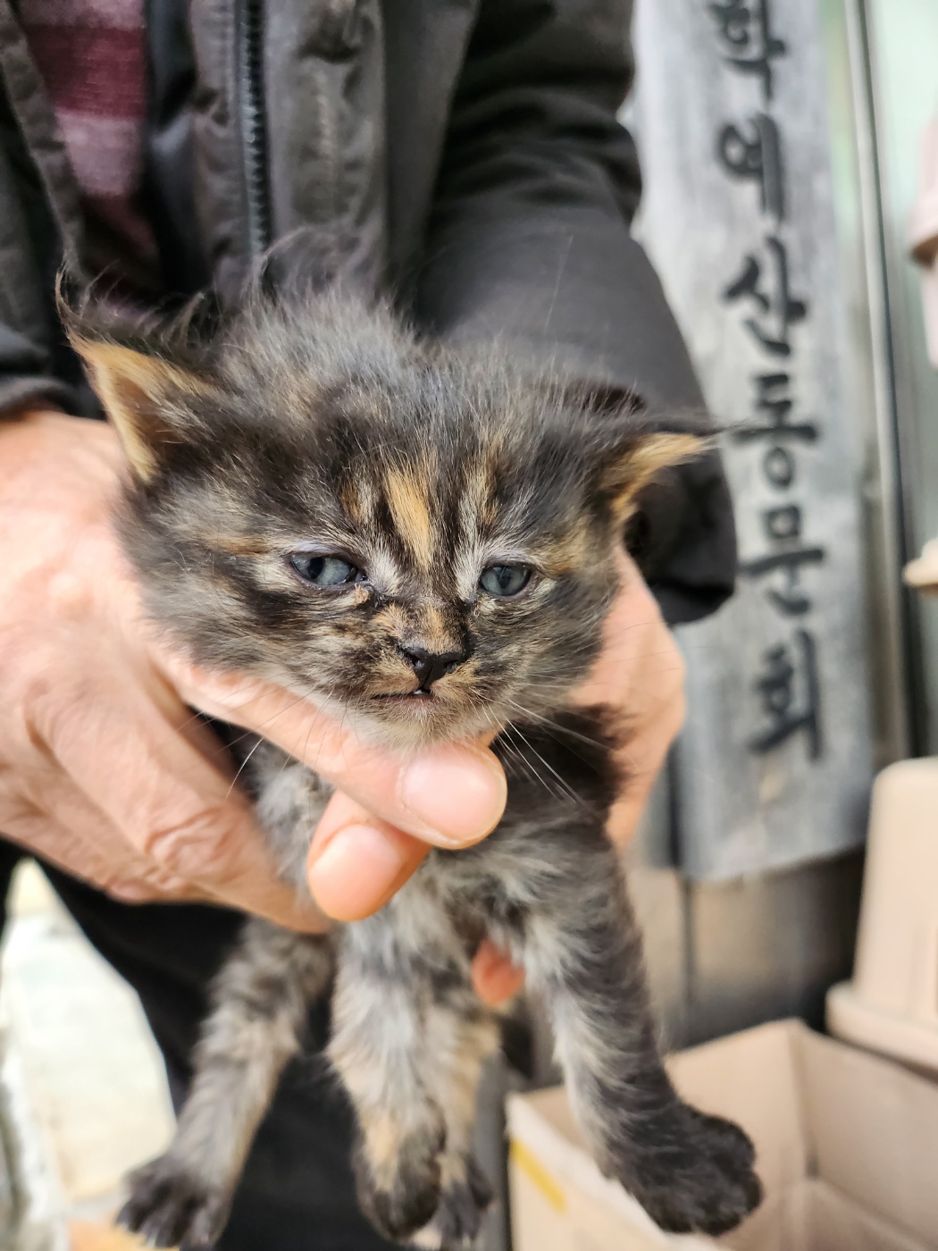보호중 한국 고양이…
