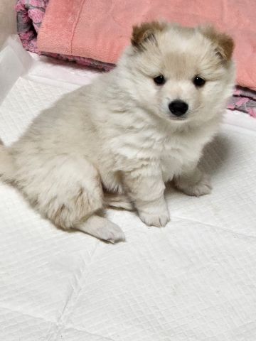 충주시동물보호센터_443439202300652