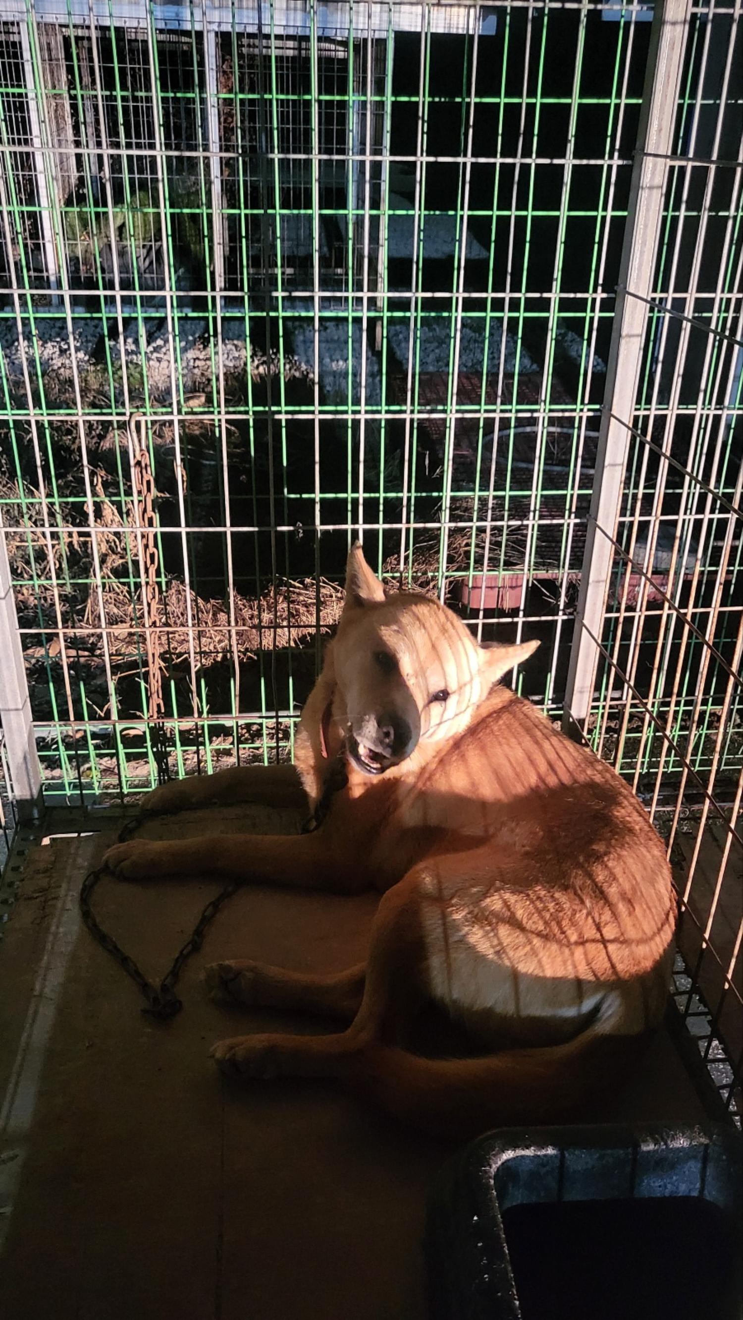 거창유기동물보호센터_448547202300926