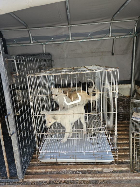 양평군유기동물보호소_441417202301385