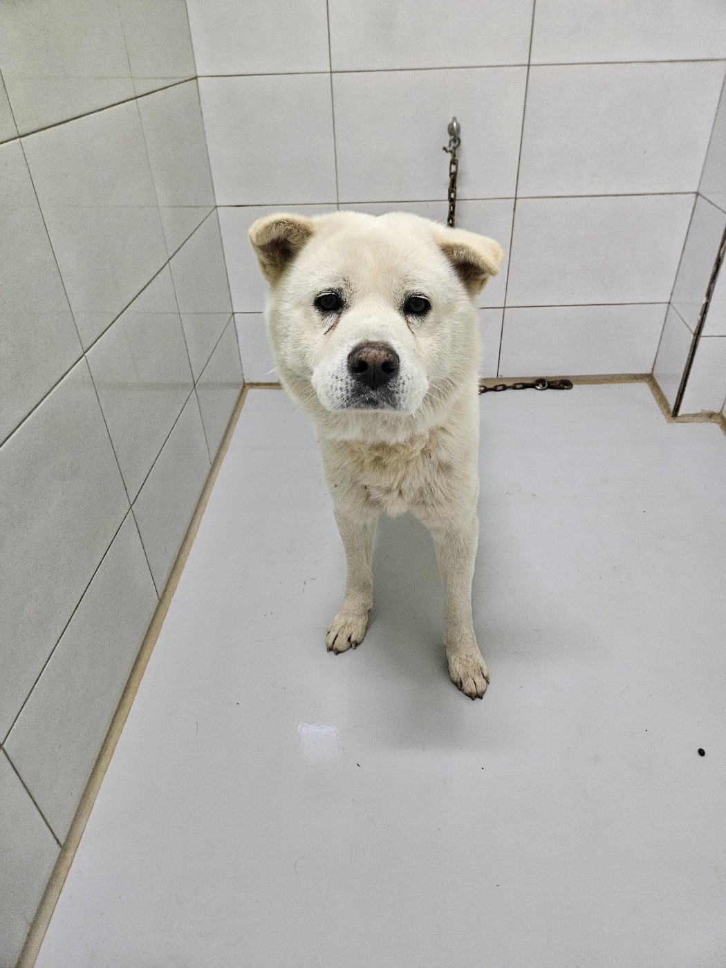 아산동물복지지원센터_444452202302074