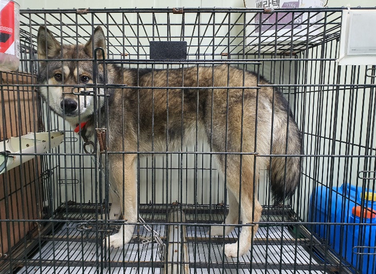 공주시 동물보호소_444450202300829