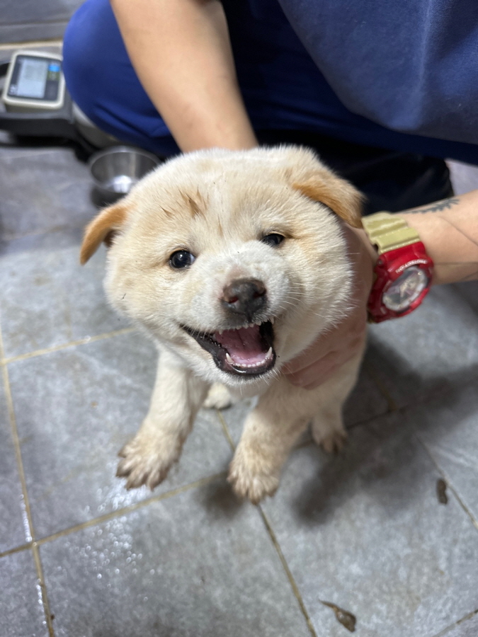 이성준동물병원_441408202301662
