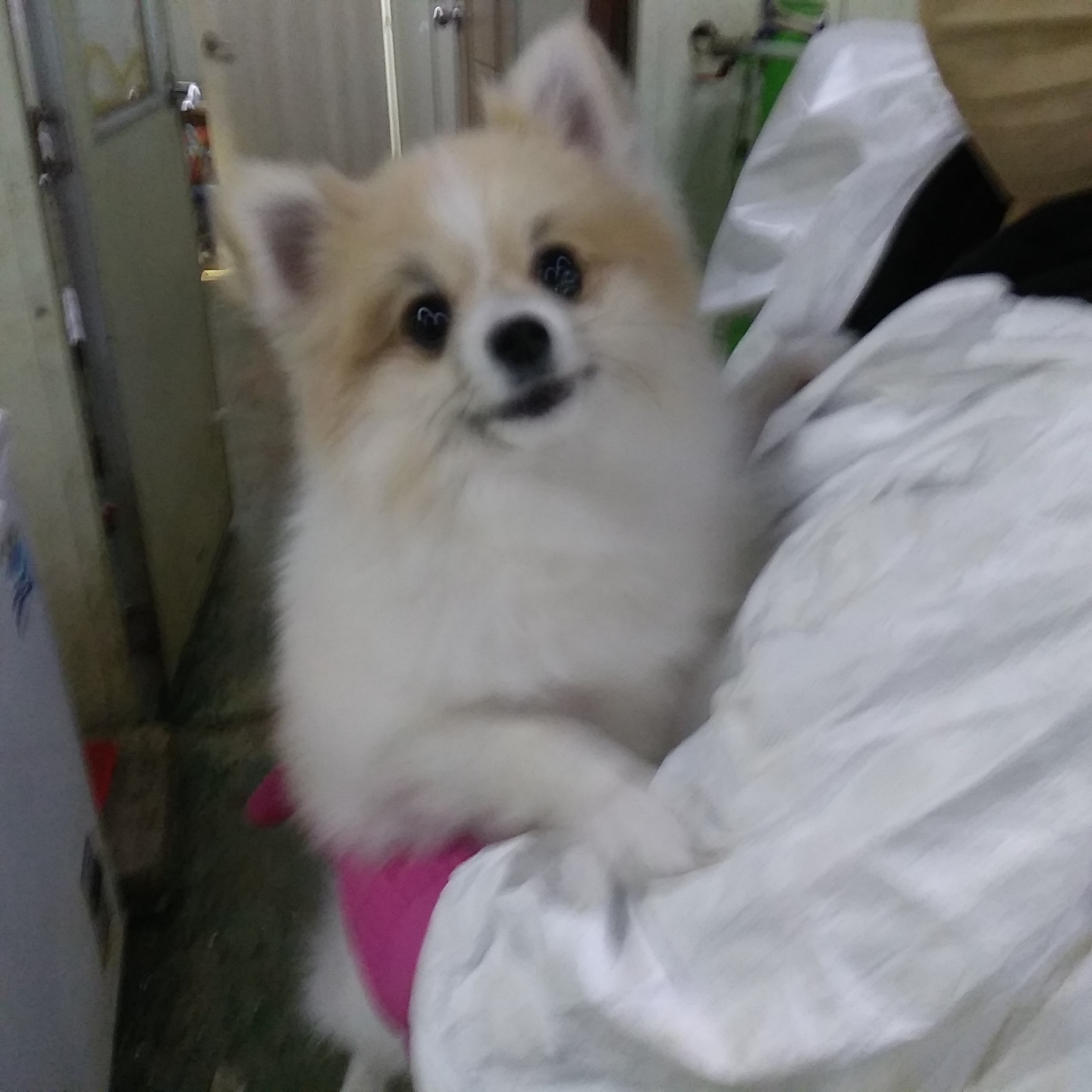 인천광역시수의사회_428353202301286