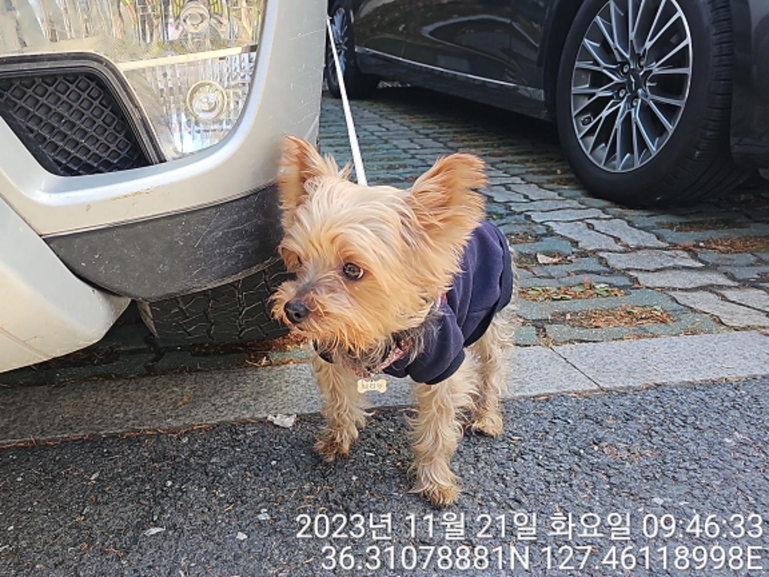 대전동물보호센터_430364202300352