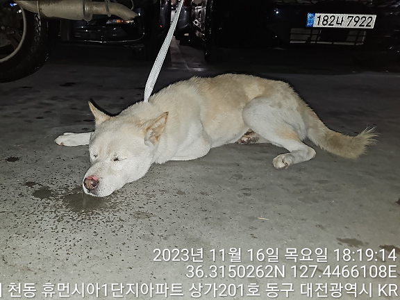 대전동물보호센터_430364202300354