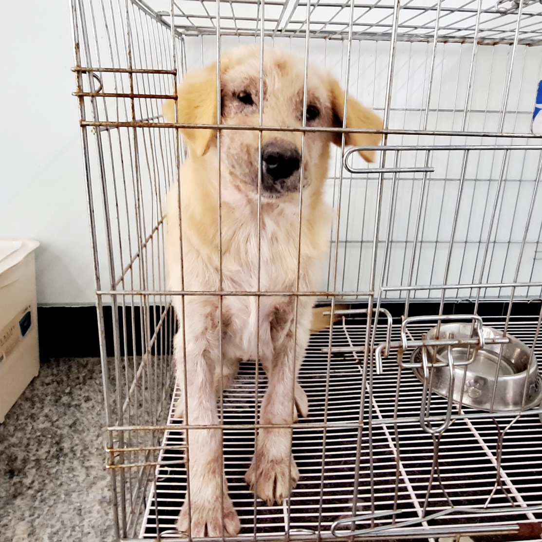 통영시동물보호센터_448533202300512