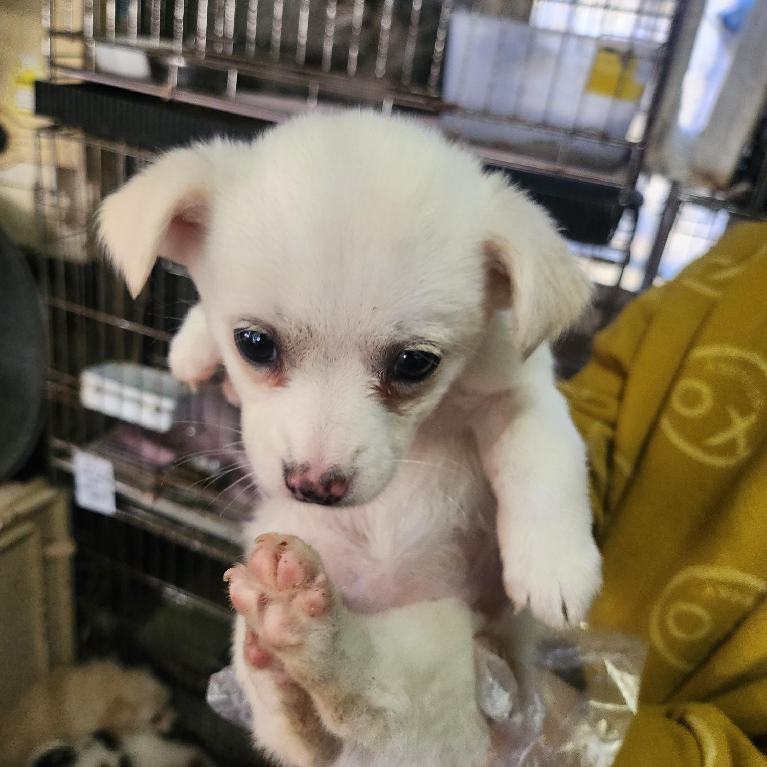 울산유기동물보호센터_431373202301330