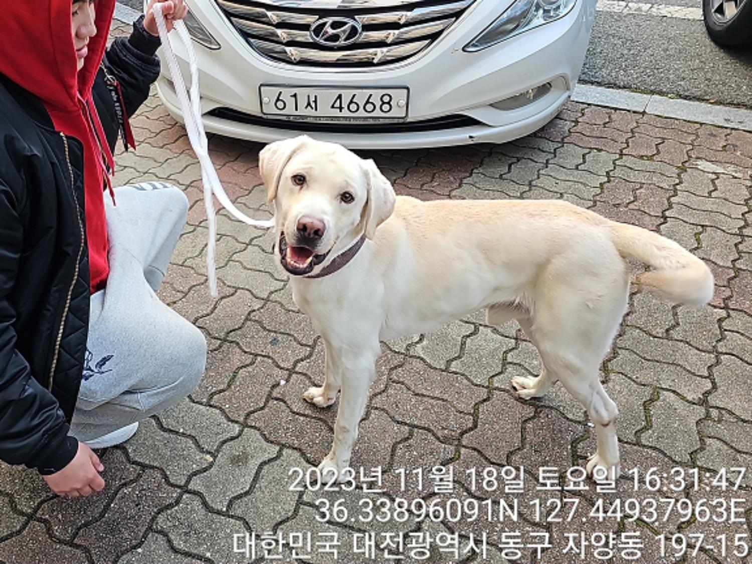 대전동물보호센터_430364202300356