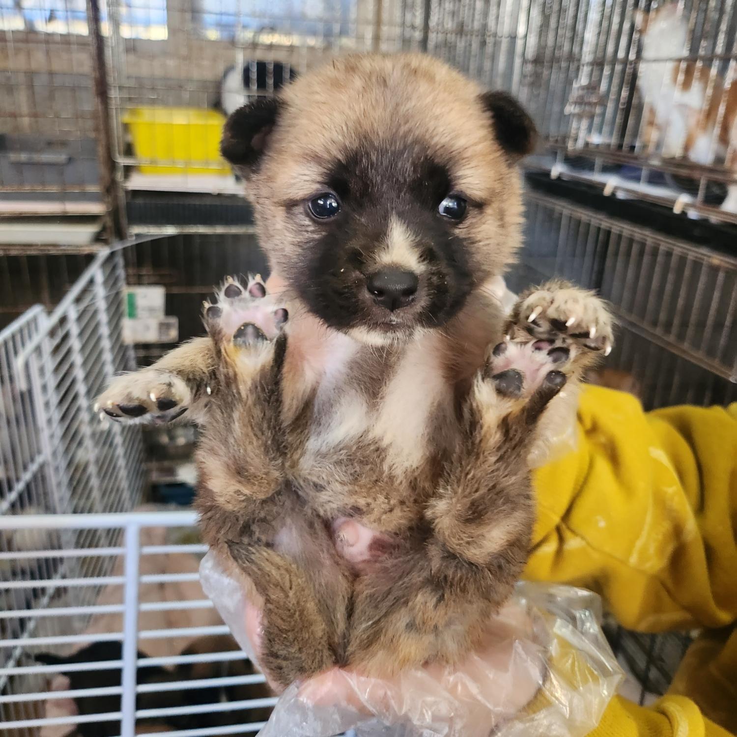 울산유기동물보호센터_431373202301342
