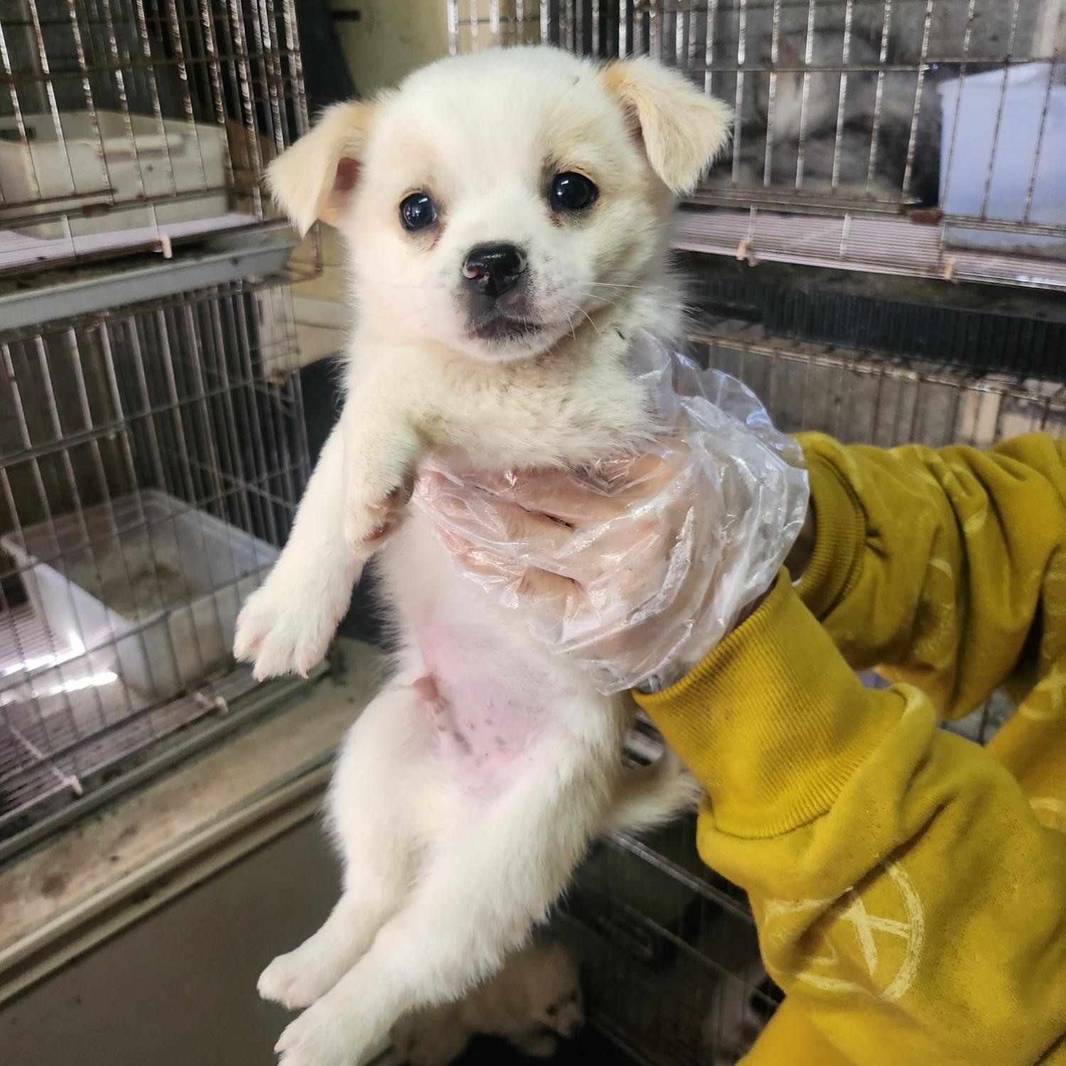 울산유기동물보호센터_431373202301331
