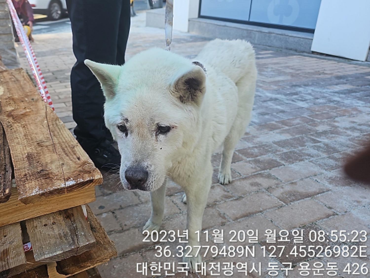 대전동물보호센터_430364202300359