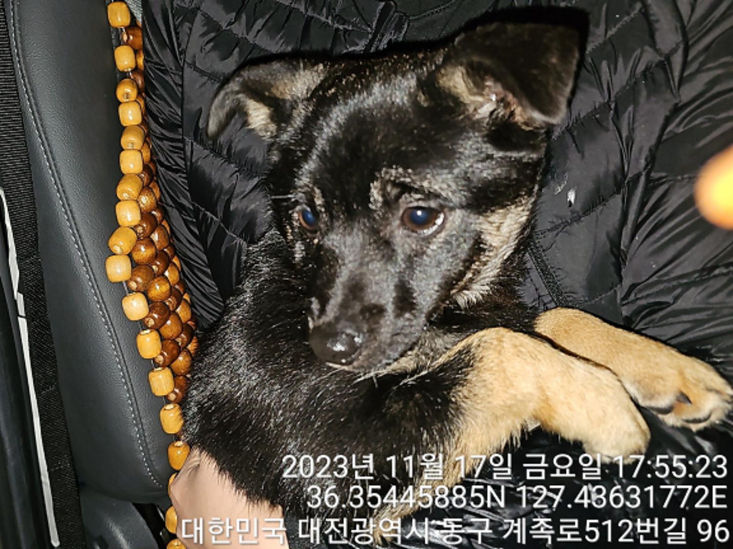 보호중 믹스견의 가…