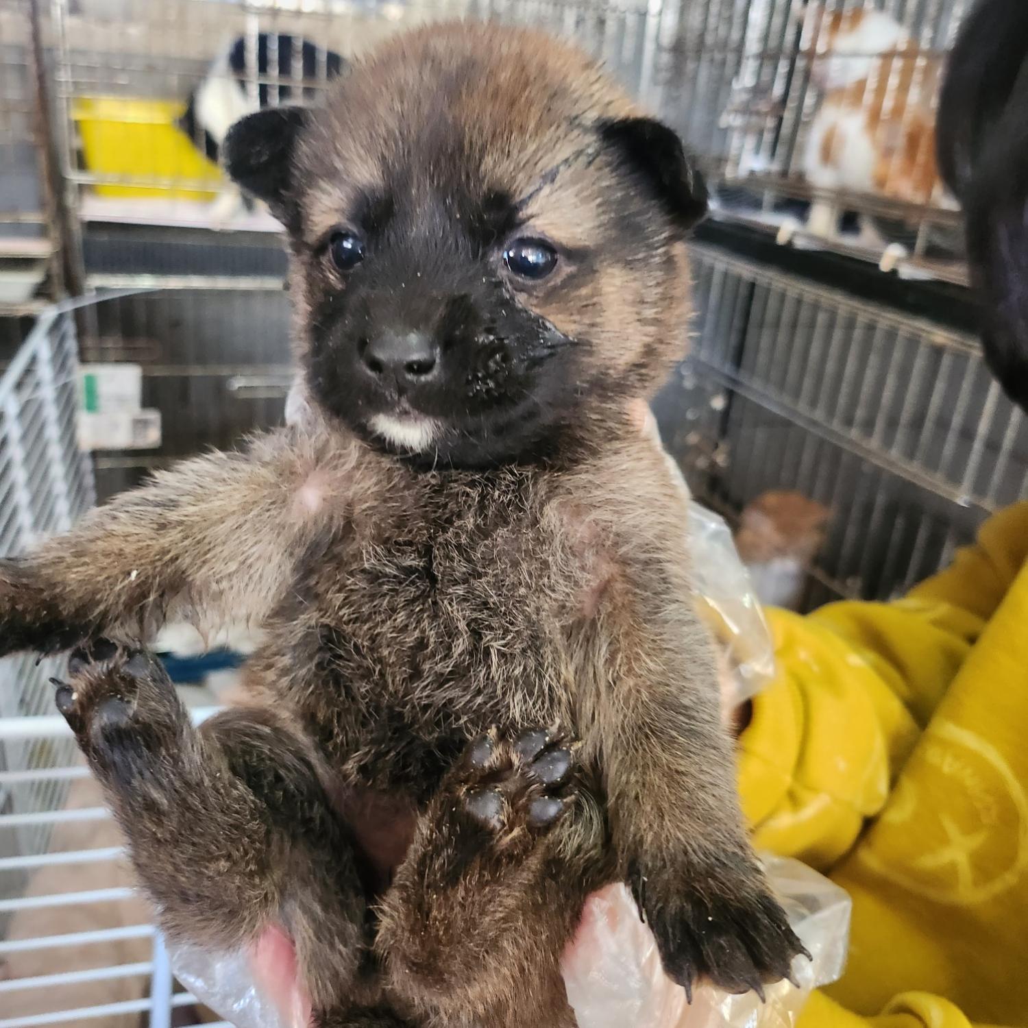 울산유기동물보호센터_431373202301339