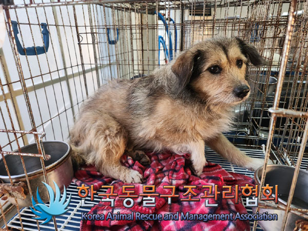 한국동물구조관리협회_441409202301936