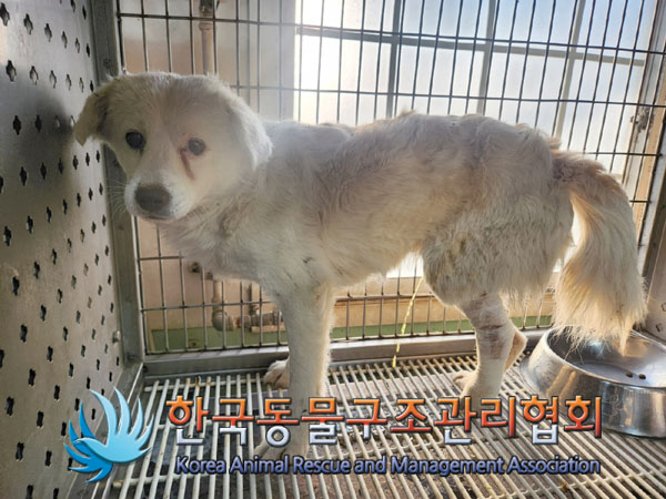 한국동물구조관리협회_441406202301941