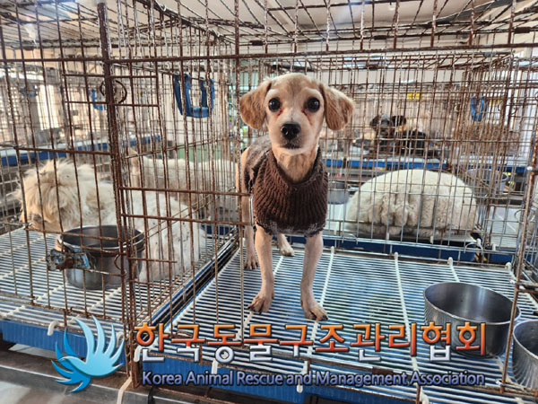 한국동물구조관리협회_441406202301940