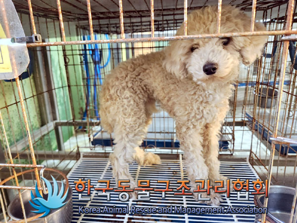 한국동물구조관리협회_411310202300566