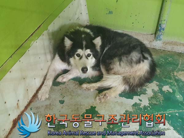 한국동물구조관리협회_411306202300838
