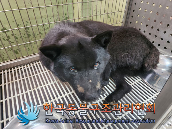 한국동물구조관리협회_441560202301623