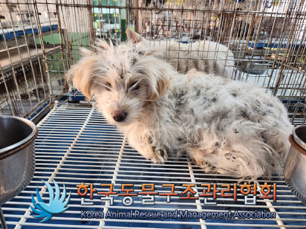 한국동물구조관리협회_441559202301235