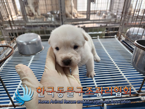한국동물구조관리협회_441406202301945