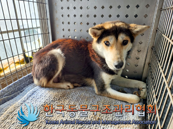 한국동물구조관리협회_441406202301943