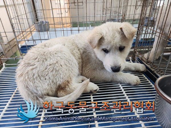 한국동물구조관리협회_441406202301953