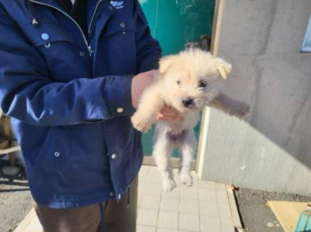 고흥군임시보호센터_446488202300302