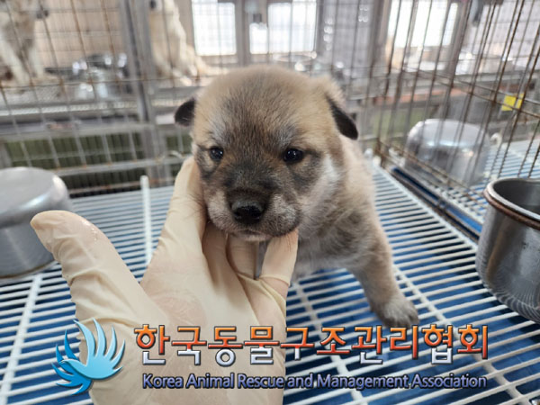 한국동물구조관리협회_441406202301946