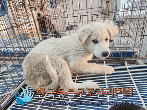 한국동물구조관리협회_441406202301949
