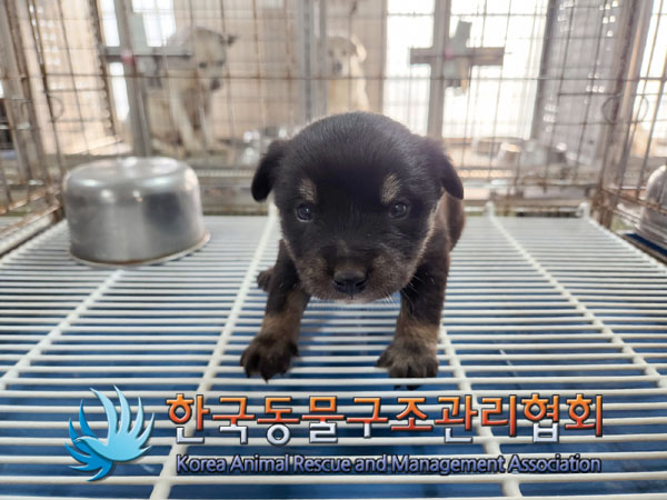종료(입양) 믹스견…