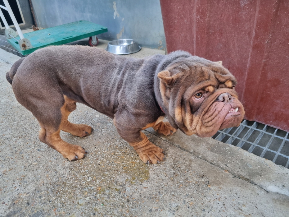 양산시 동물보호센터_448538202300754