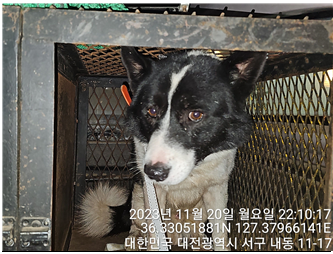 대전동물보호센터_430366202300707
