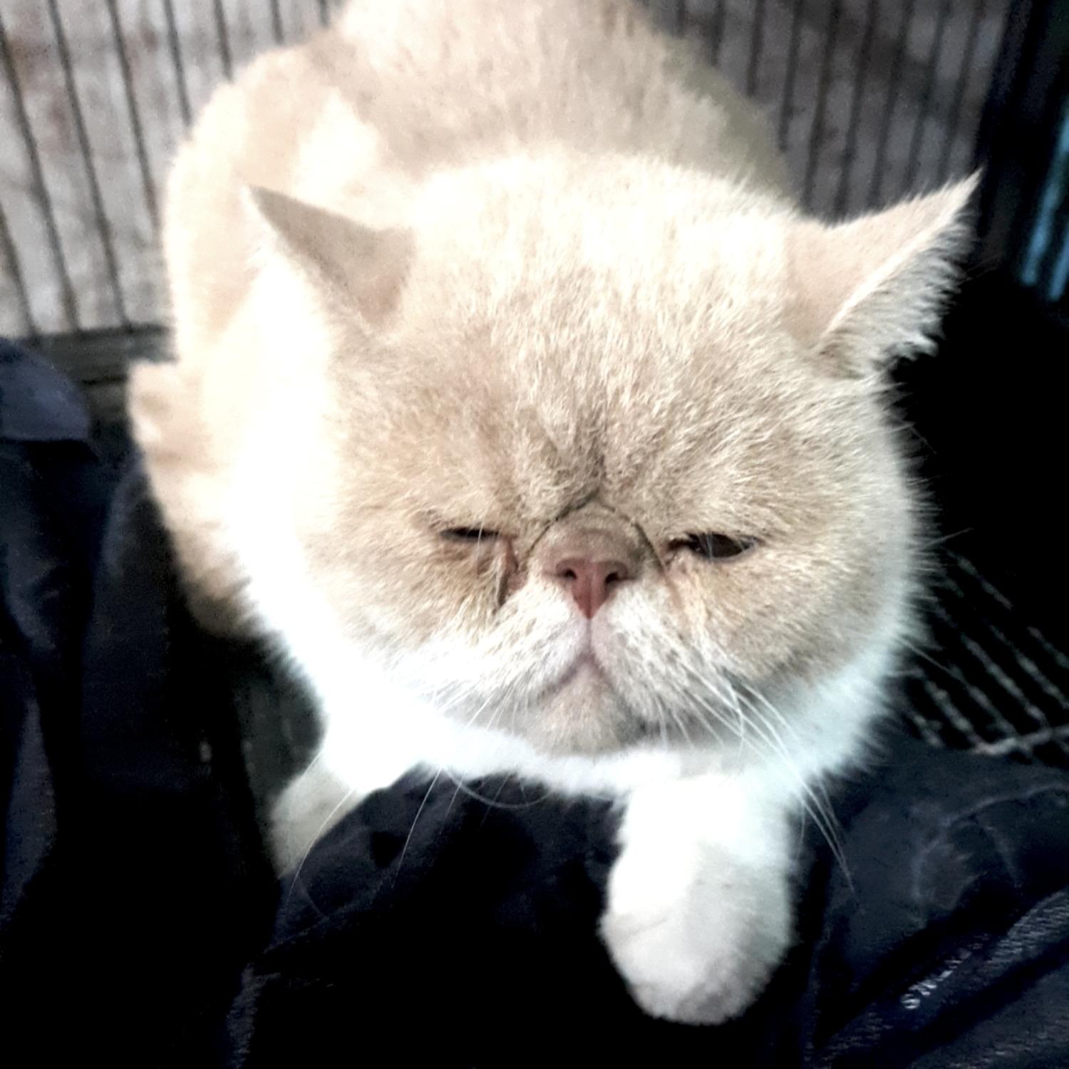 보호중 믹스묘의 가…
