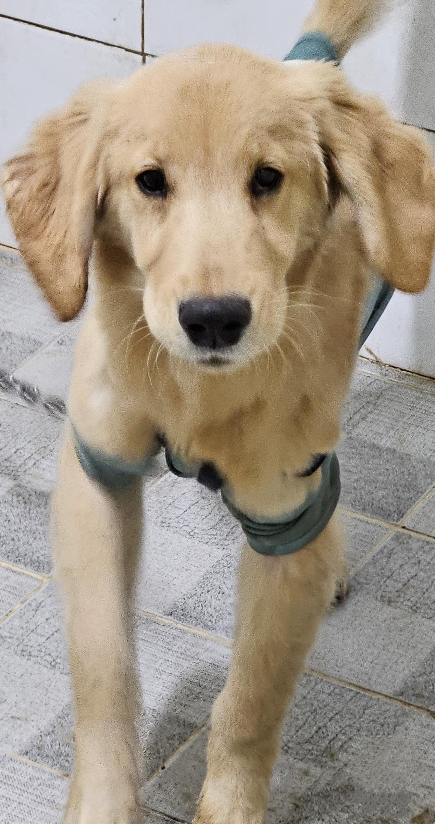 대구유기동물보호협회_427347202301068