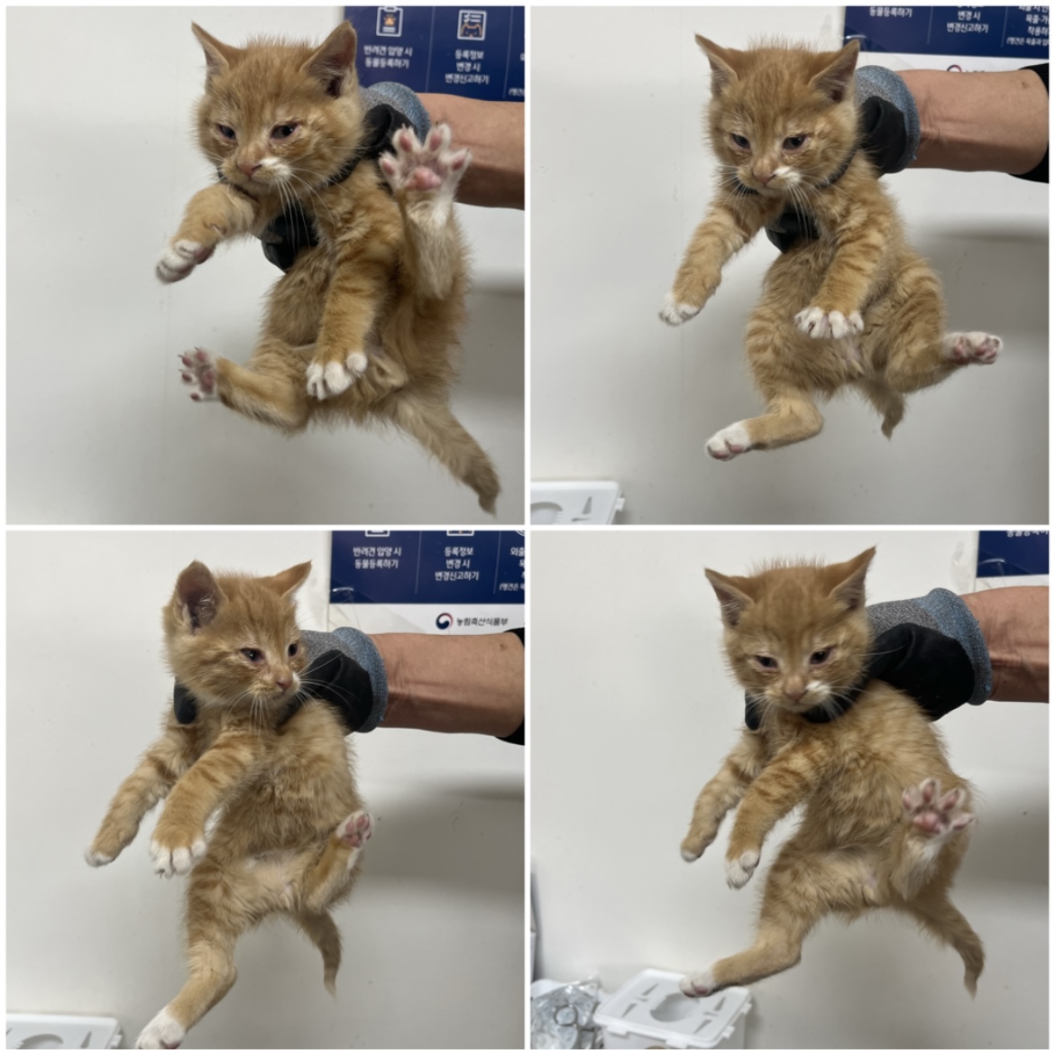 천안시유기동물보호소_444449202302352