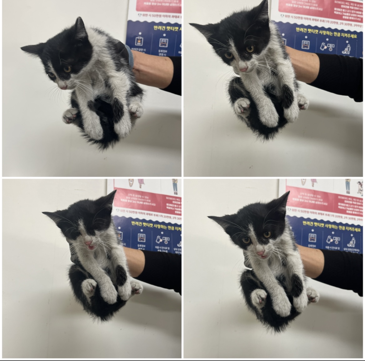 천안시유기동물보호소_444449202302353