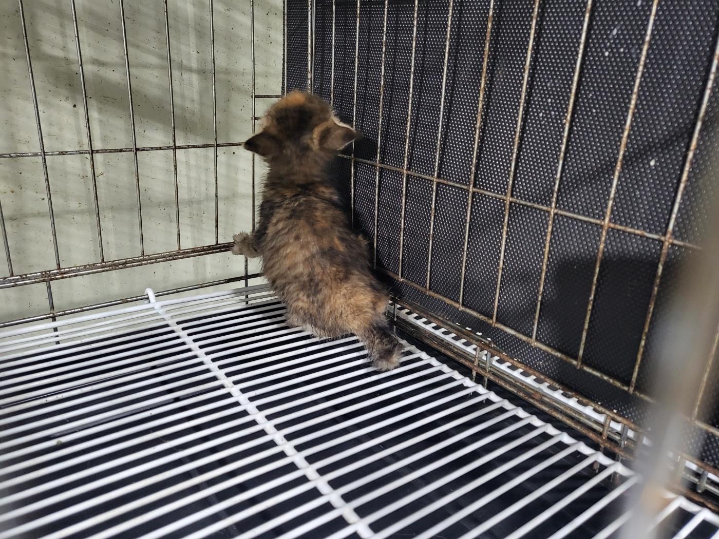 하얀비둘기_426328202300413