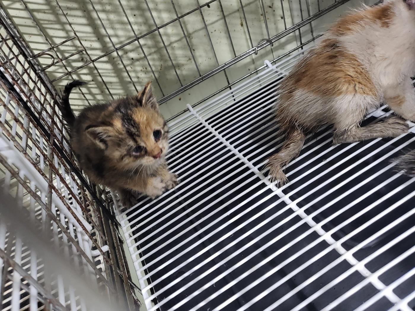 보호중 한국 고양이…