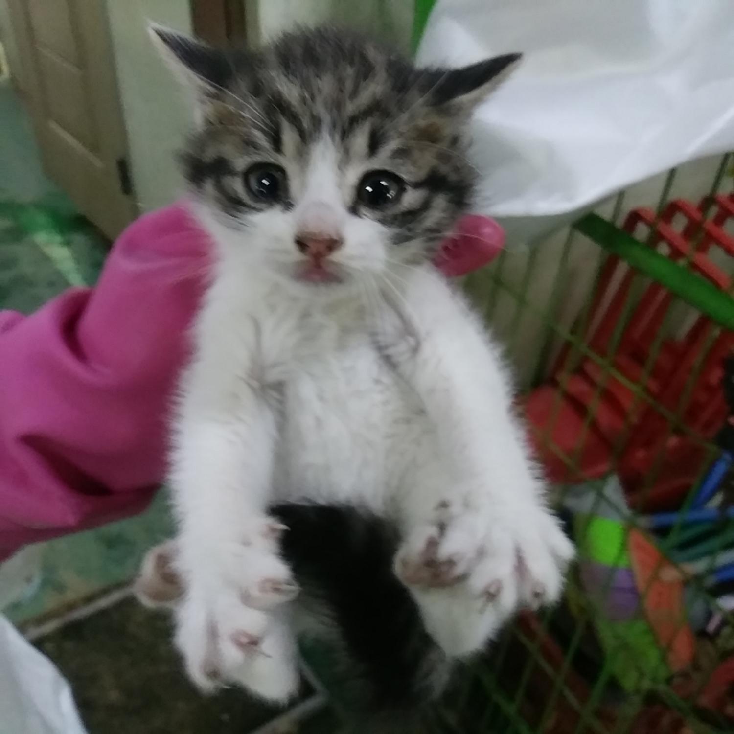 인천광역시수의사회_428353202301290